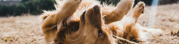 Dogs 1