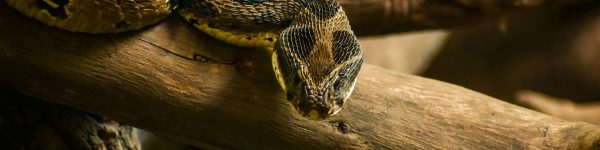 Snakes 1