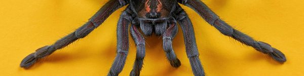 spiders 1